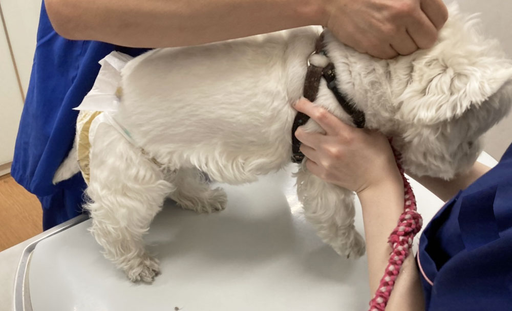 犬 猫　かかりつけ獣医さんの選び方