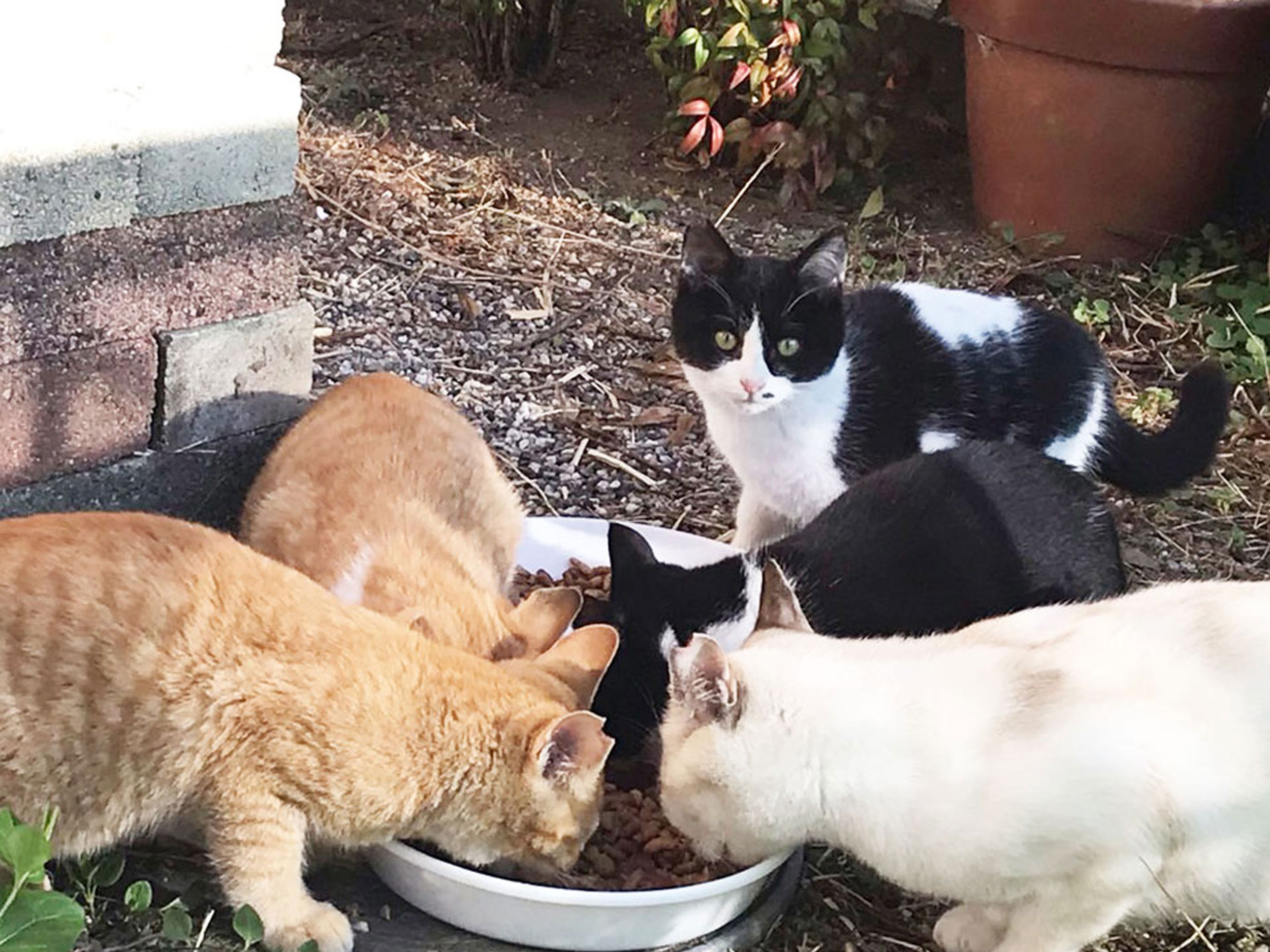 飼い主のモラル