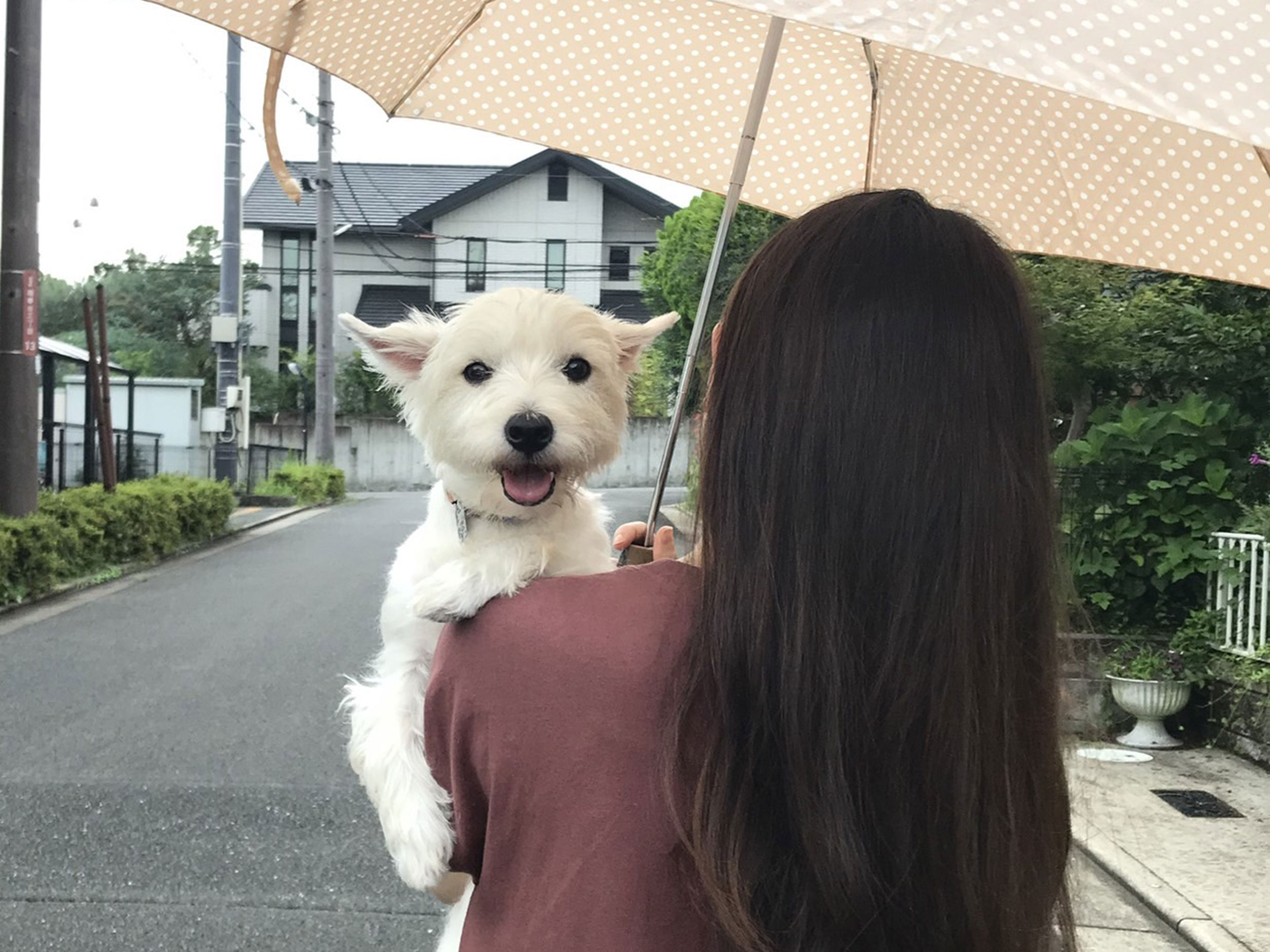 犬の散歩