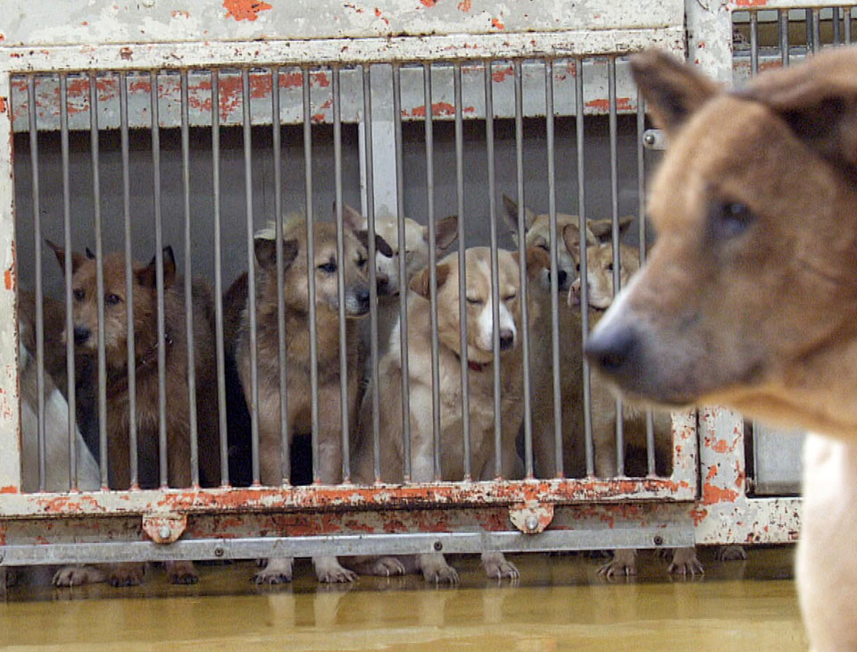 かかりつけ獣医